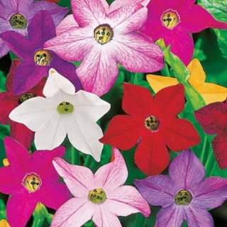 Табак Сенсация душистый смесь