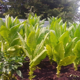 Табак Юбилейный новый 142 курительный