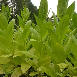 Табак Юбилейный новый 142 курительный