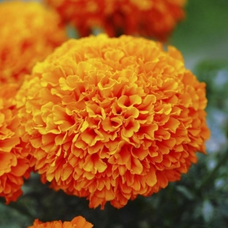 Бархатцы Тайшан Оранжевые