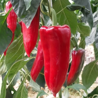 Перец Тамара F1 (Голландские Семена)