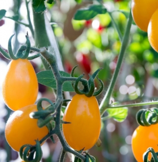 Томат Танжероне F1