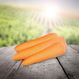 Морковь Тангерина F1