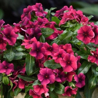 Катарантус Тату Блэк Черри (Винка)