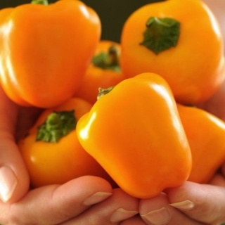 Перец Тёма (Четыре лета)