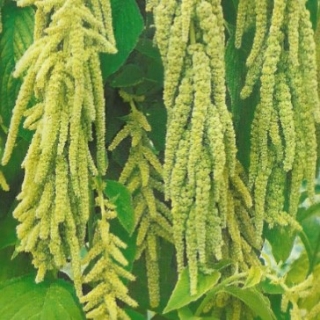 Амарант Изумруд