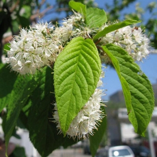 Черемуха Дальневосточная принцесса (Маака)