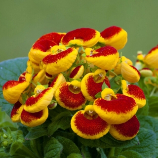 Кальцеолярия Дэинти F1 Черевички красные