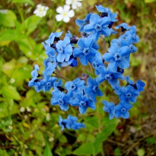 Чернокорень Гроза мышей