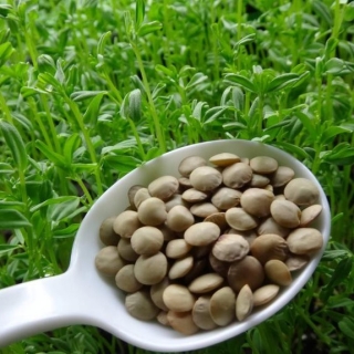 Чечевица Коричневая