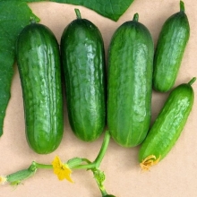 Огурец Коктейльный партенокарпик № 116 F1 (большой пакет)