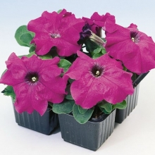 Петуния Лимбо F1 Фиолетовая