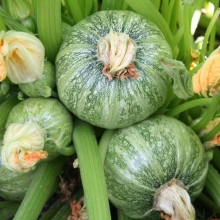 Кабачок Колобок