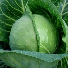 Капуста Слава-1305