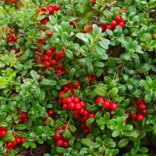 Брусника Красная Поляна