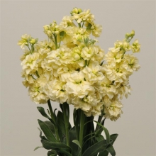 Левкой Жоржетта