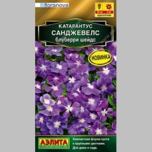 Катарантус Санджевелс Блуберри Шейдс