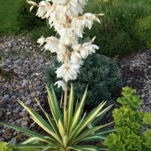 Юкка нитчатая