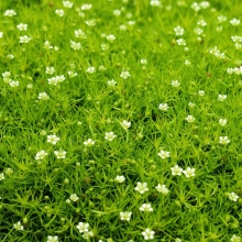 Мшанка Ирландский мох шиловидная