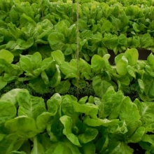 Салат Московский парниковый