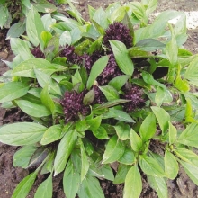 Базилик Тайская королева