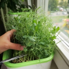 Микрозелень Гороховые усики