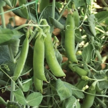 Горох Дарунок безлисточковый