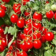 Томат Комнатный Сибиряк