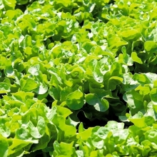 Салат Дубачек