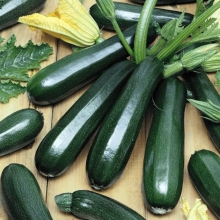 Кабачок Аэронавт