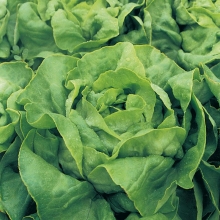 Салат Зима (листовой)