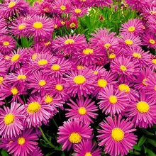 Астра Снежная королева (розовая) (альпийская)