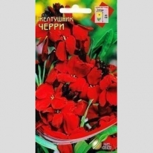 Желтушник (Лакфиоль) Черри