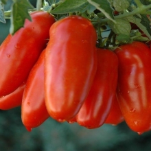 Томат Пасто Итальяно