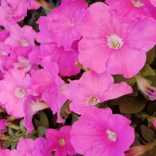 Петуния Игл Пинк F1