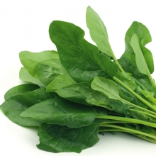 Щавель Изумрудный ковер