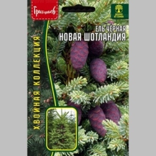 Ель Новая Шотландия чёрная (Nova Scotia) (большой пакет)
