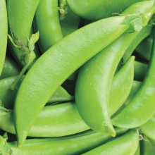 Горох Медовый стручок