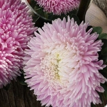 Астра Хамелеон селект Пурпурит Лилак Фрост