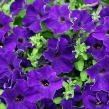 Петуния Водопадия F1 Синяя