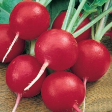 Редис Ризенбуттер