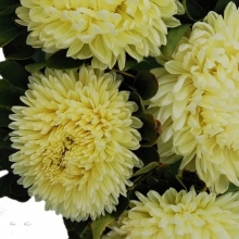 Астра Хризантелла Лимончелло