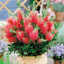 Краснотычинник Бенгальская свеча (Каллистемон прекрасный)