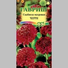 Скабиоза Красный король