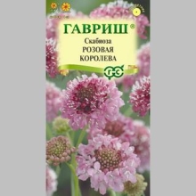 Скабиоза Розовая королева