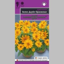 Цинния Белиз Даубл Оранжевая