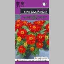 Цинния Белиз Даубл Скарлет