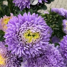 Астра Хризантелла Лунный камень