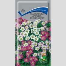 Камнеломка Флорал карпет