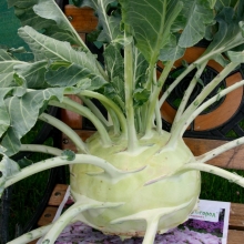 Капуста Русский размер XXL (кольраби)